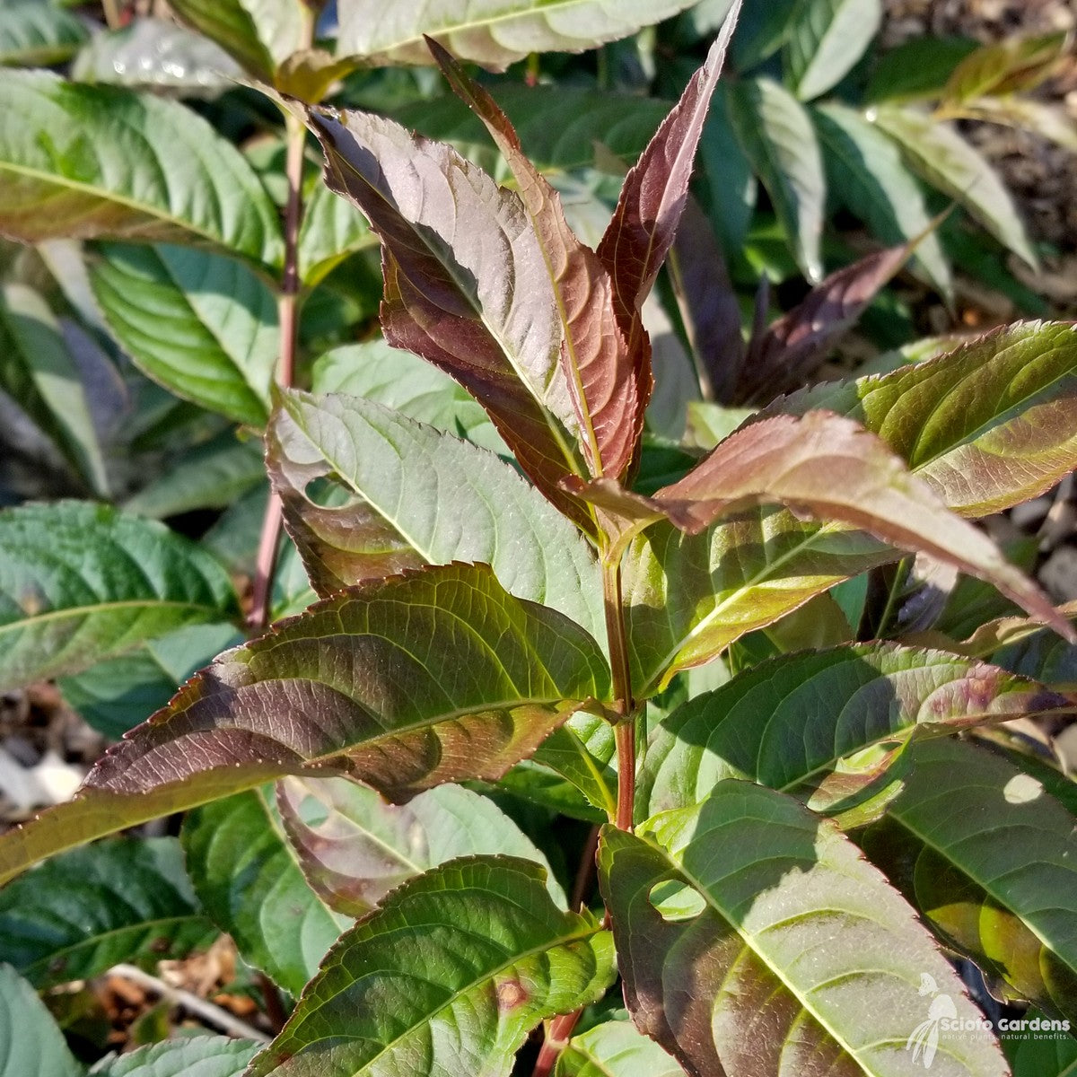 Diervilla lonicera (Native Bush Honeysuckle) - 3 gal