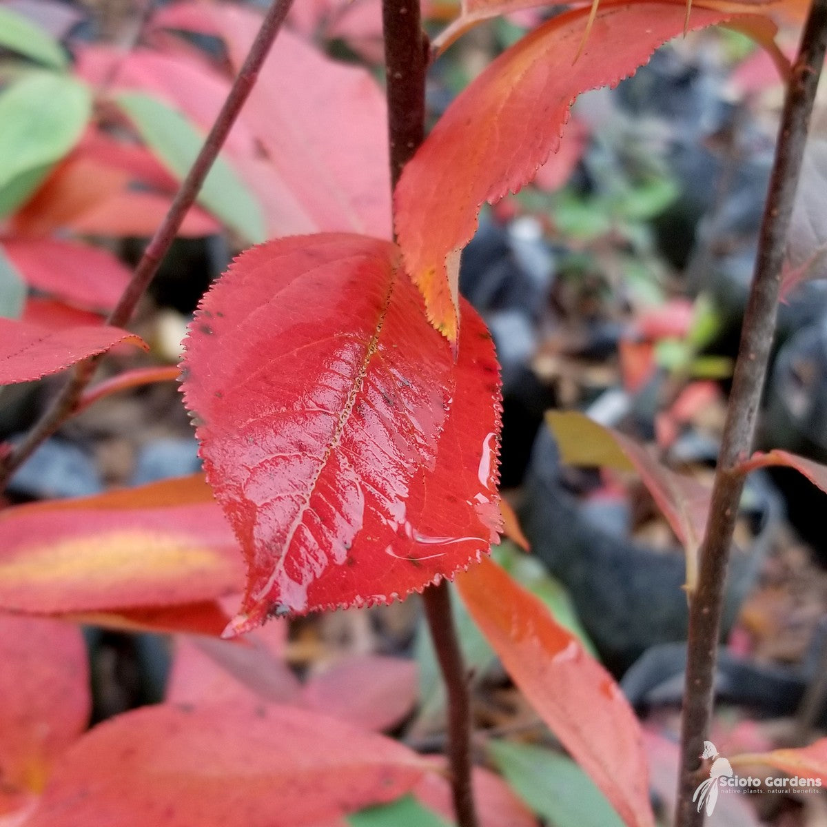 Aronia arbutifolia [Photinia pyrifolia] (Red Chokeberry) - 3 gal