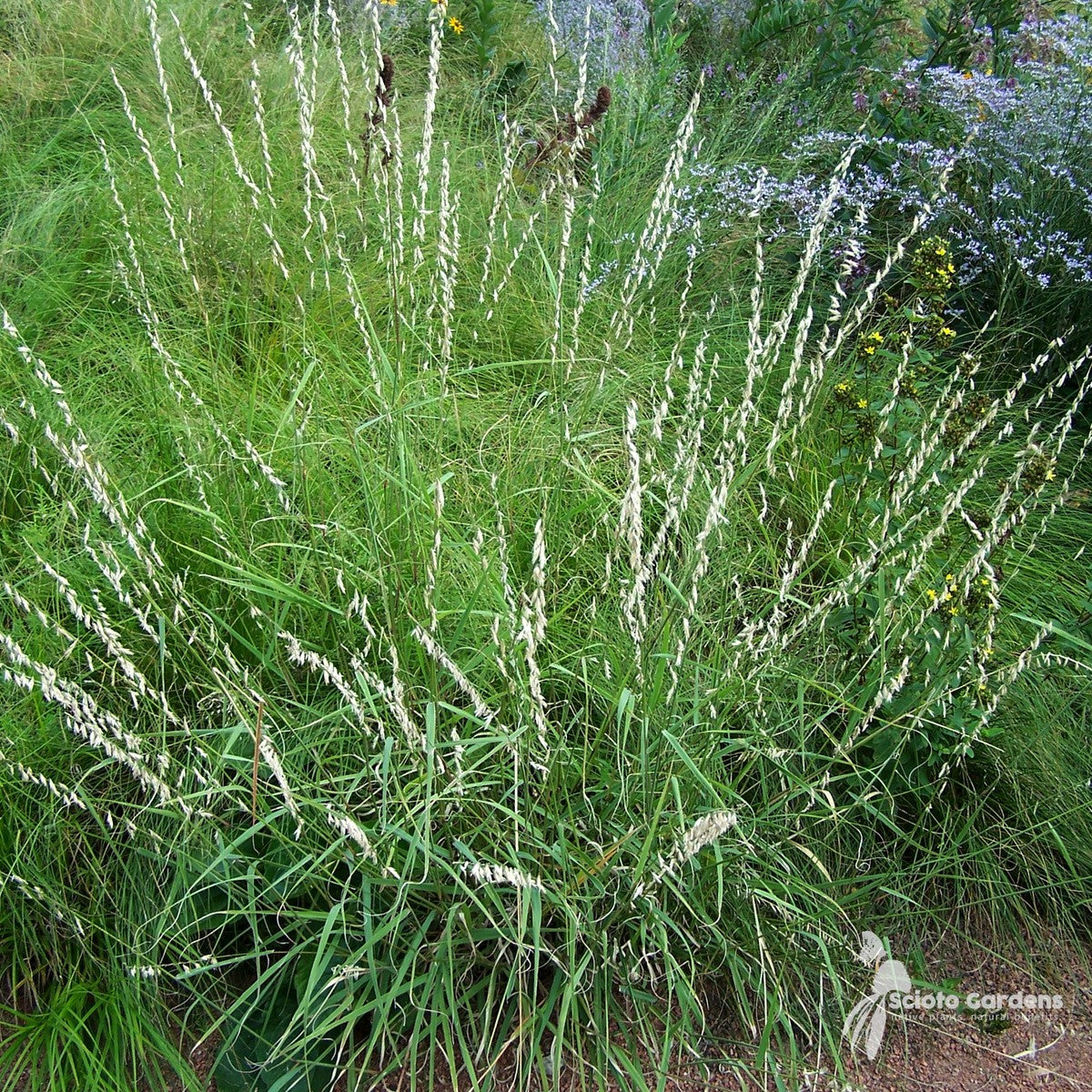 Bouteloua curtipendula (Sideoats Grama) - 1 gal