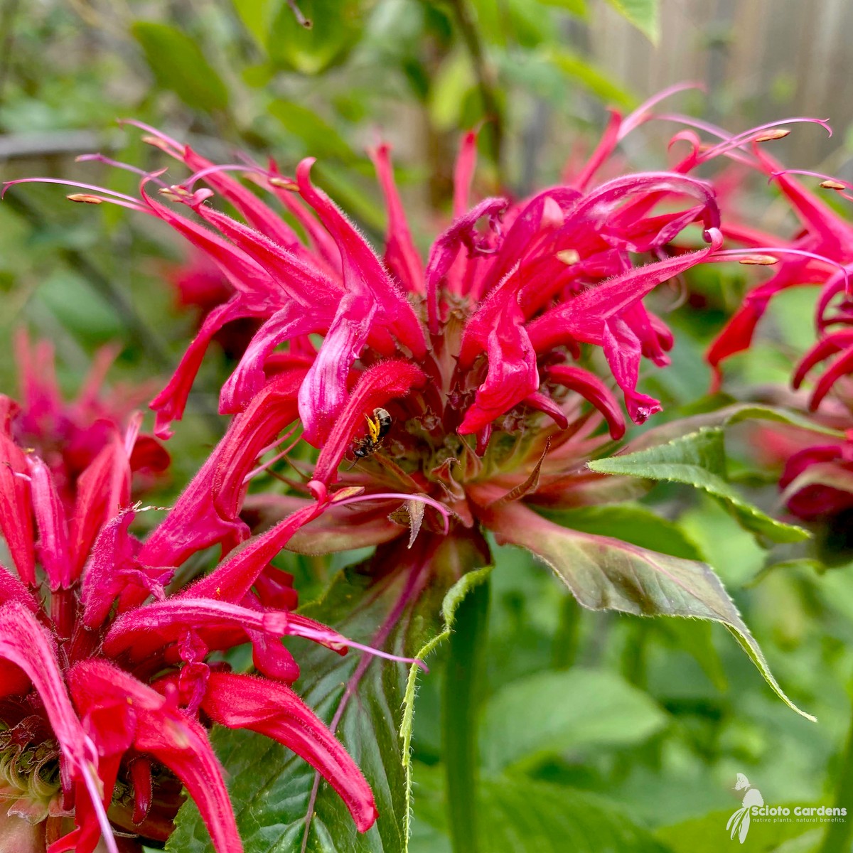 Monarda didyma (Oswego Tea, Bee Balm) - 1 gal
