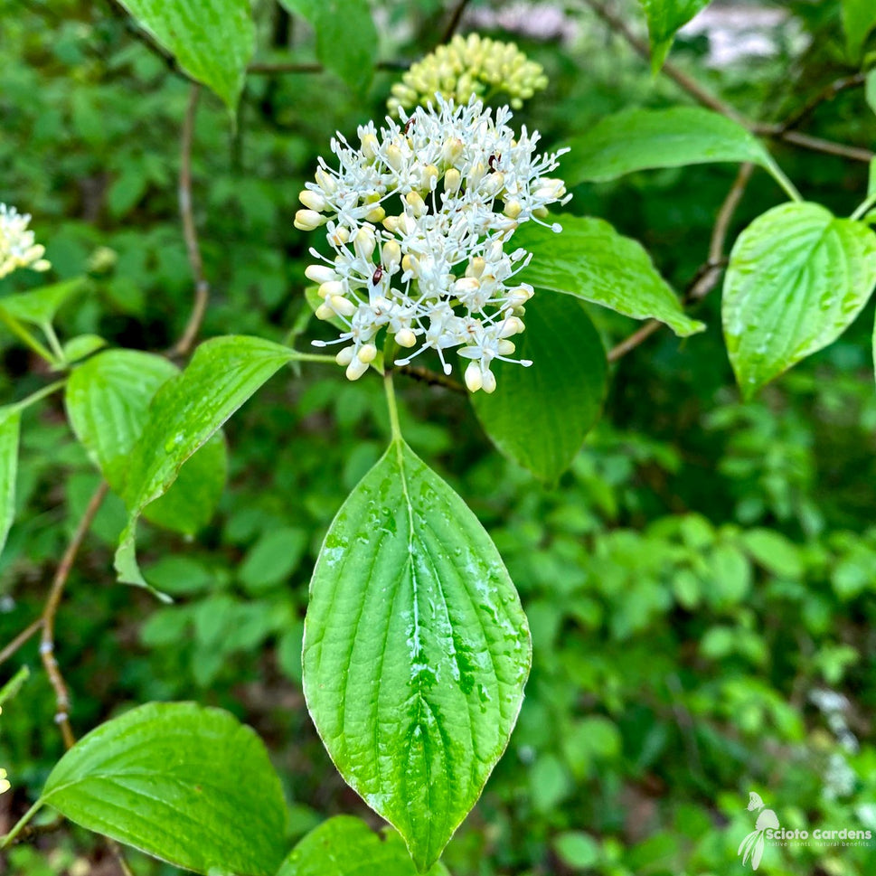 Cornus alternifolia (Pagoda Dogwood) - QT