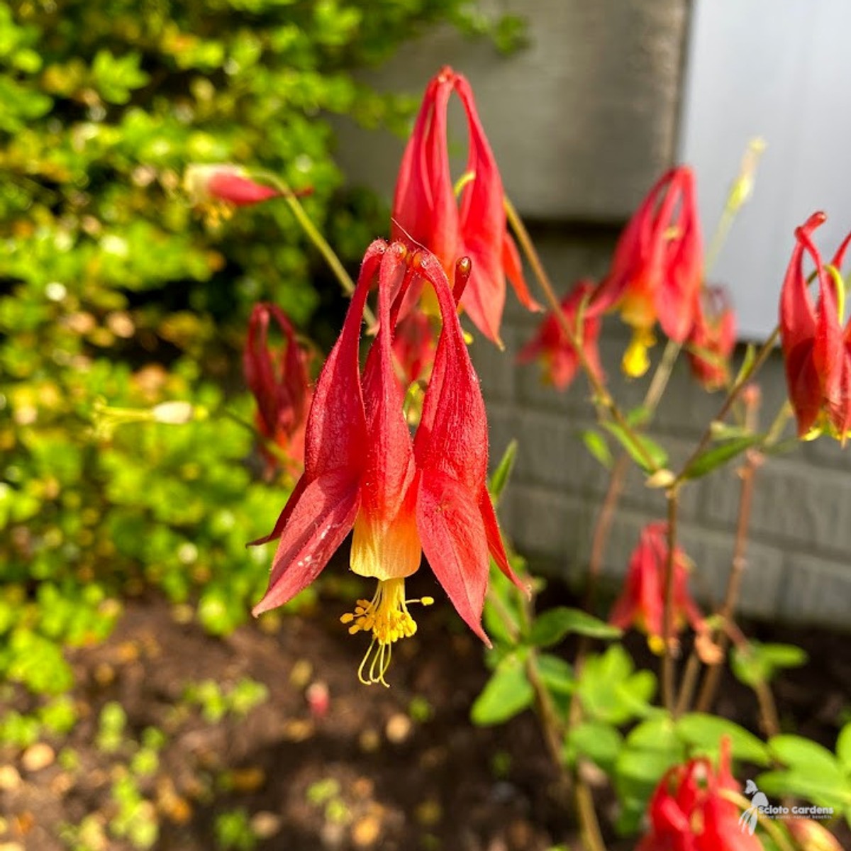 Aquilegia canadensis (Wild Columbine) - 1 gal