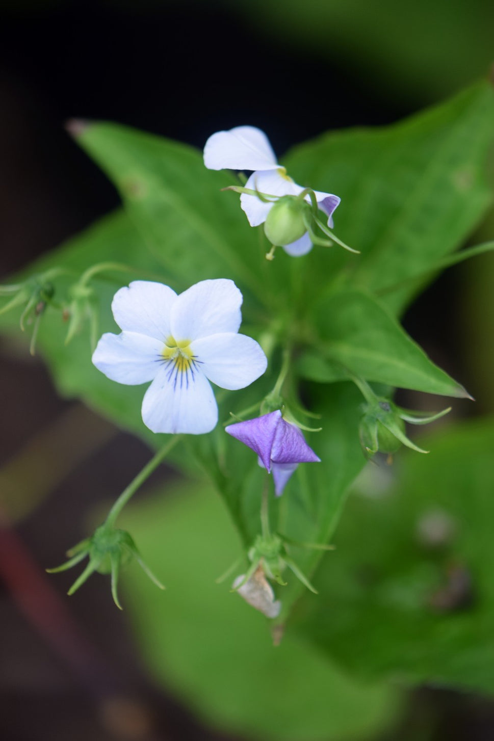 Viola canadensis (White Violet) - 3QT