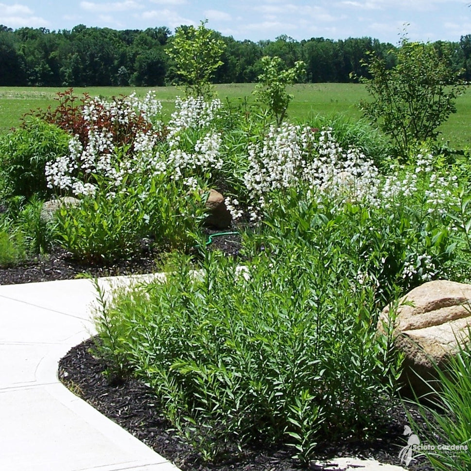 Penstemon digitalis (Foxglove Beardtongue) - 1 gal