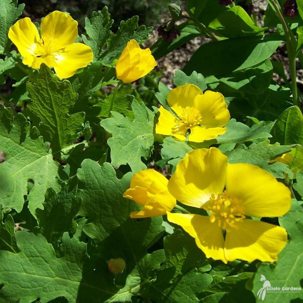 Stylophorum diphyllum (Wood Poppy) - 1 gal