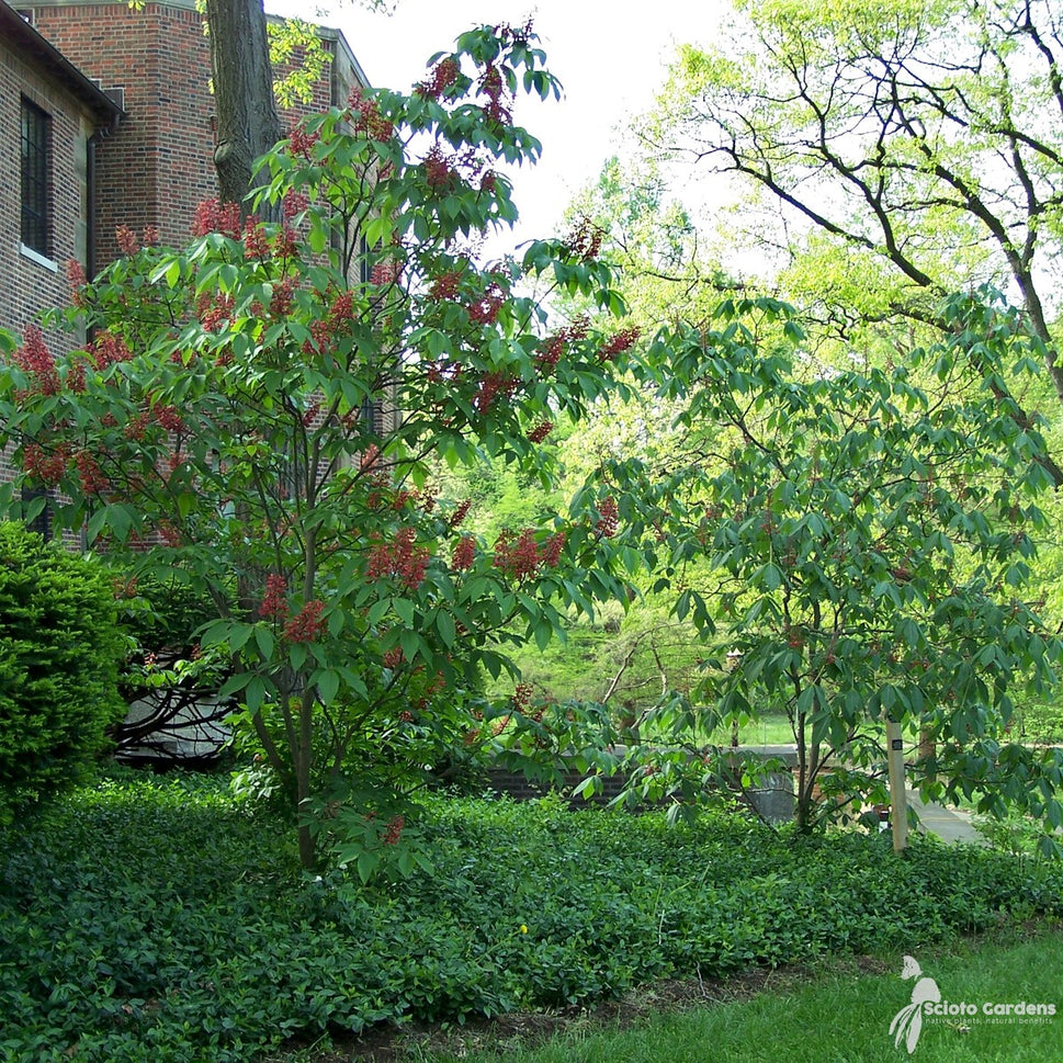 Aesculus pavia (Red Buckeye) - 1 gal