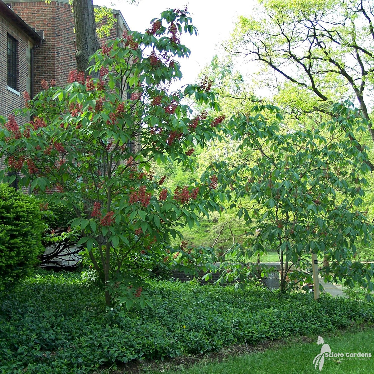 Aesculus pavia (Red Buckeye) - 3 gal