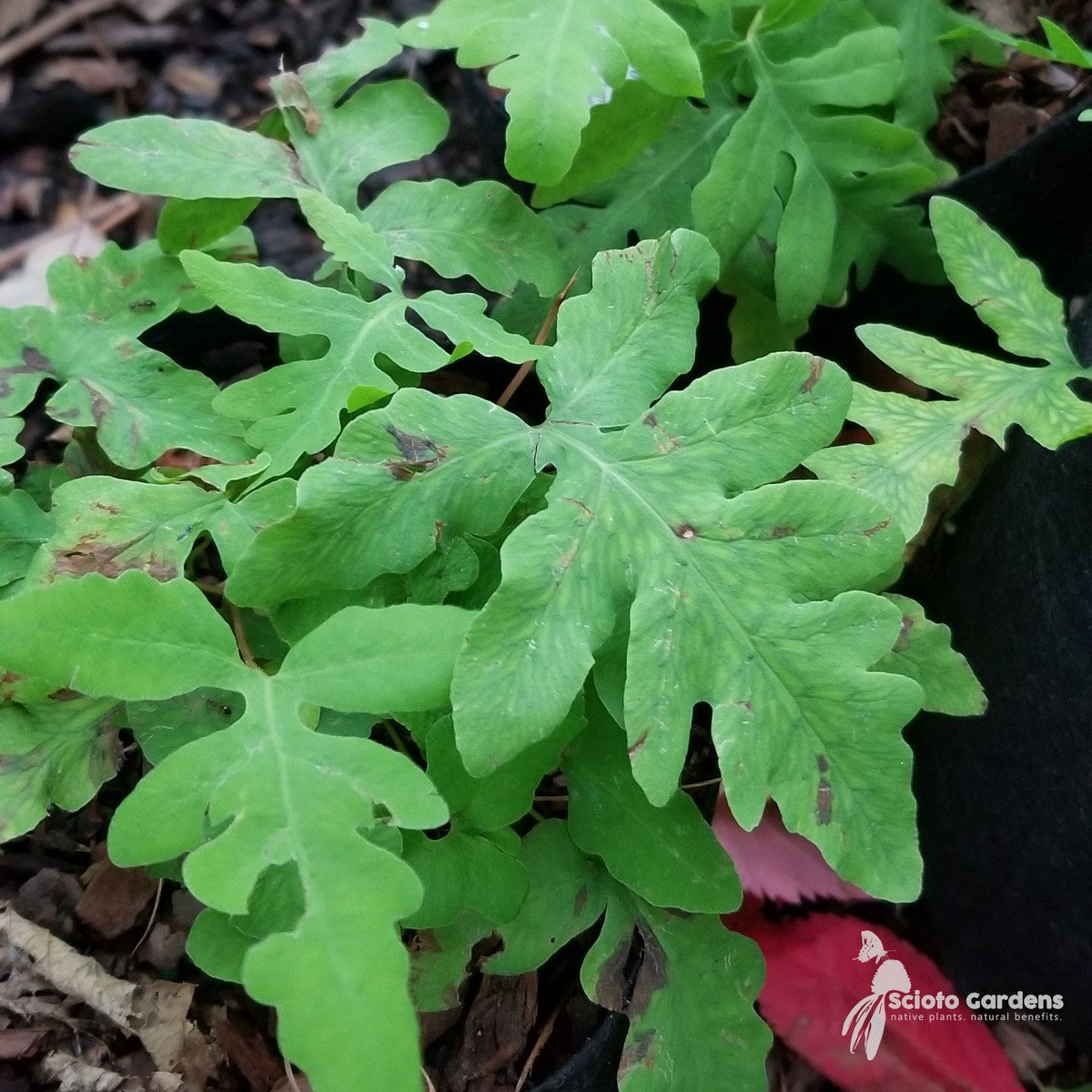 Onoclea sensibilis (Sensitive Fern) - 3QT
