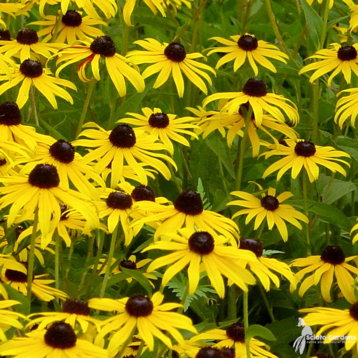 Rudbeckia fulgida var. fulgida (Black Eyed Susan) - 1 gal
