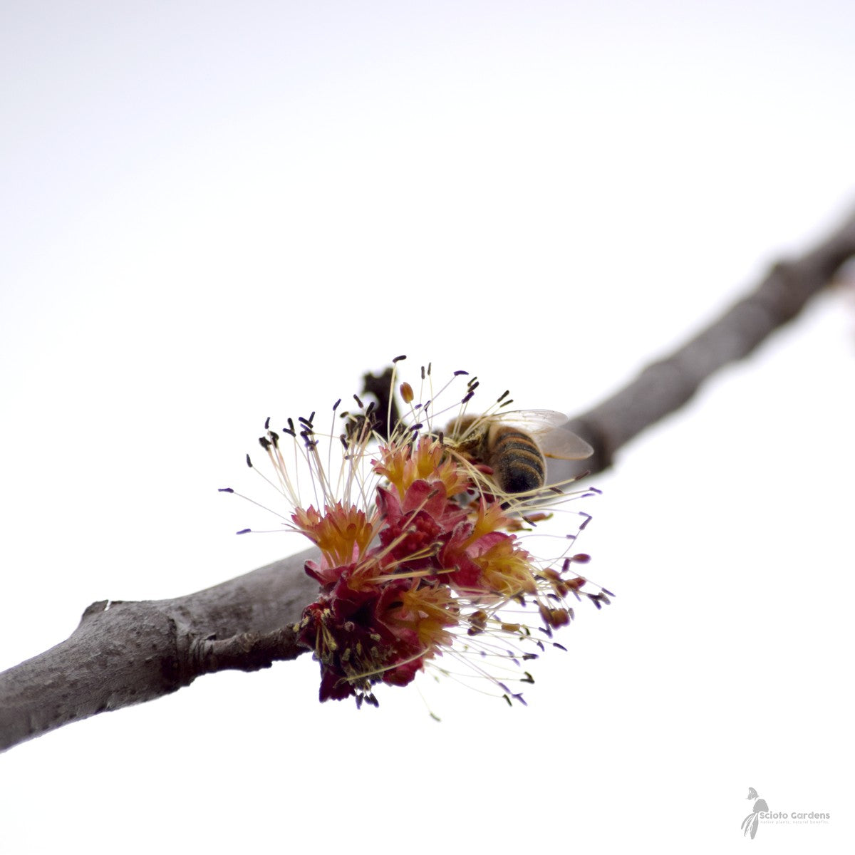 Acer rubrum (Red Maple) - 3 gal