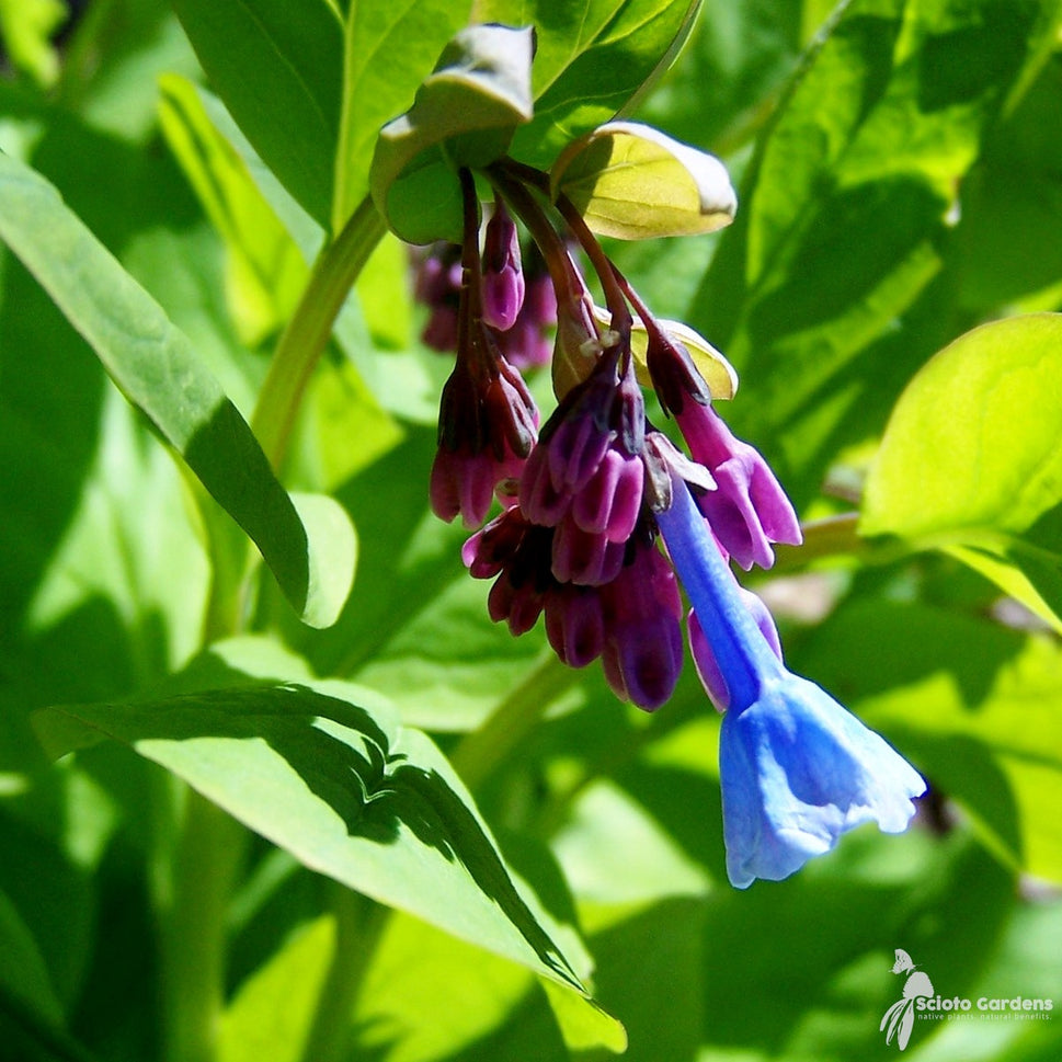 Mertensia virginica (Virginia Bluebells) - 1 gal