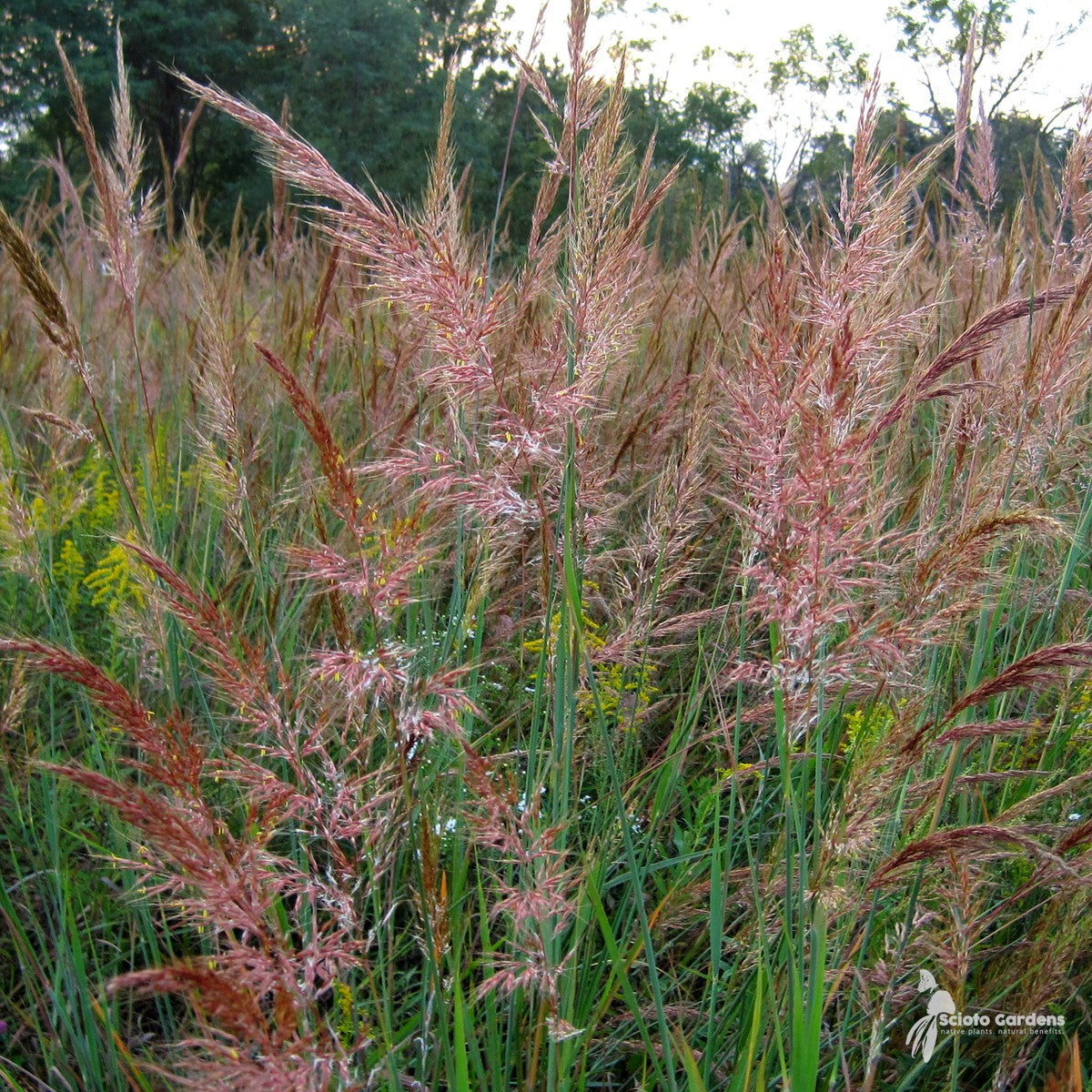 Sorghastrum nutans (Indian Grass) - 2 gal