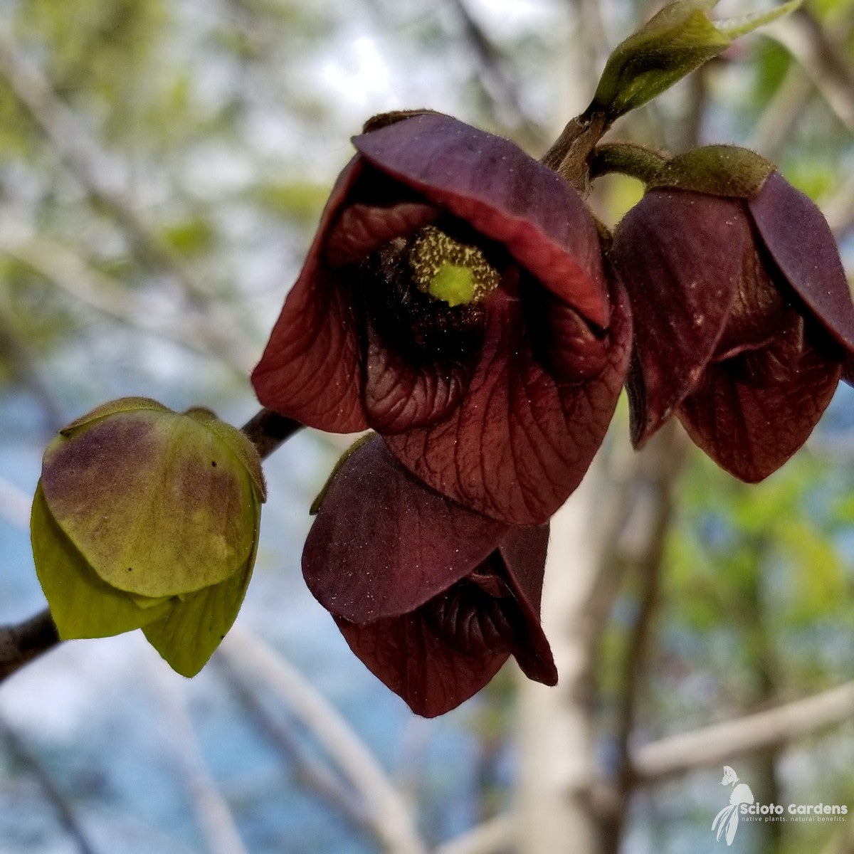 Asimina triloba (Common Pawpaw) - QT