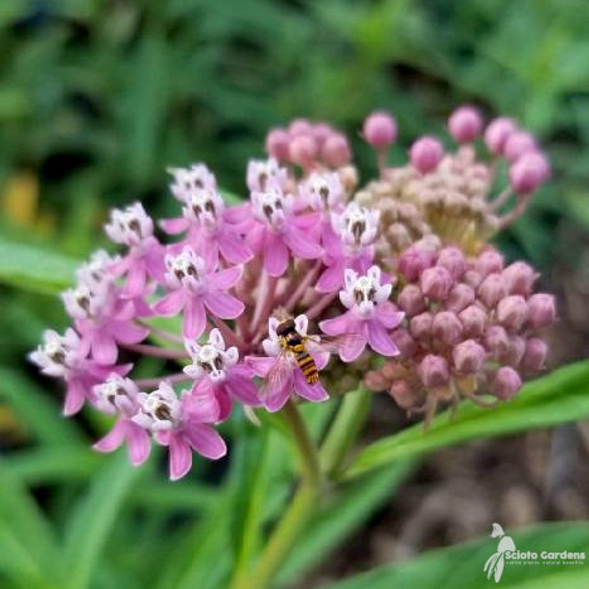 Asclepias incarnata (Pink Swamp Milkweed) - 2 gal