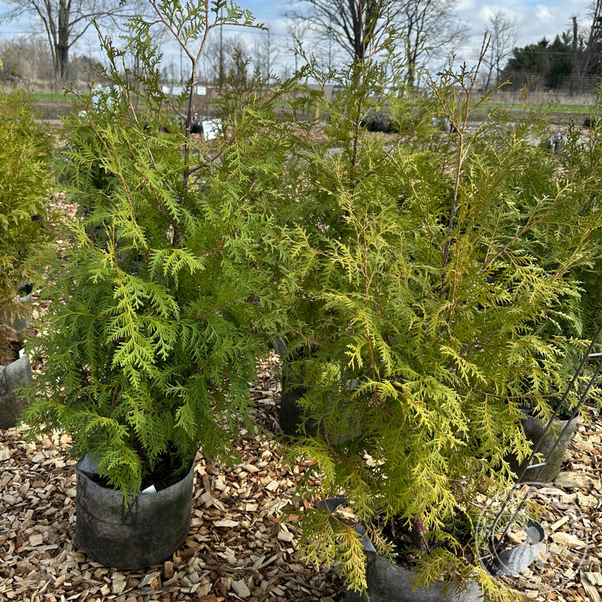 Thuja occidentalis (American Arborvitae) - 3 gal