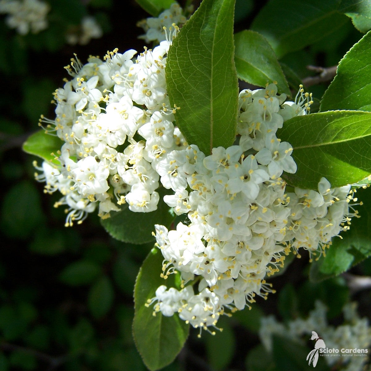 Viburnum prunifolium (Blackhaw Viburnum) - QT