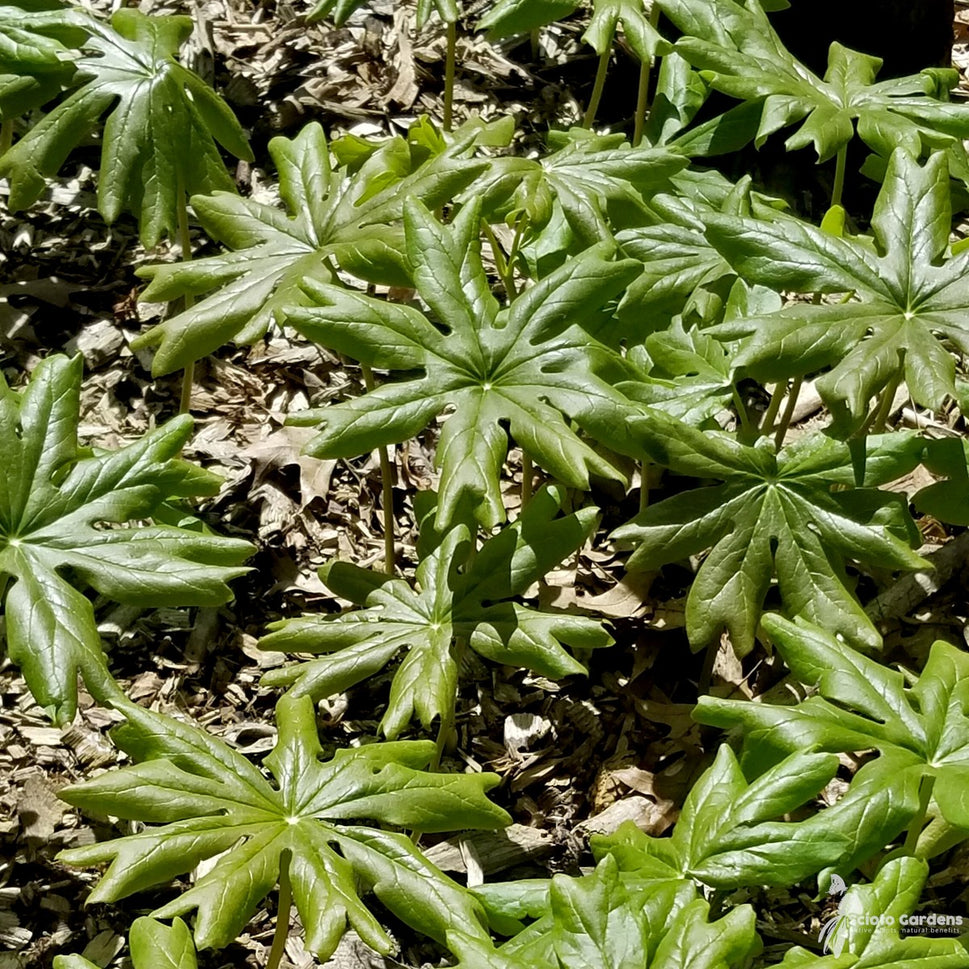Podophyllum peltatum (May Apples) - 1 gal