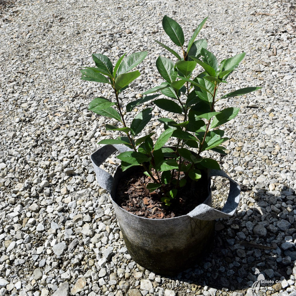 Prunus virginiana (Choke Cherry) - 3 gal