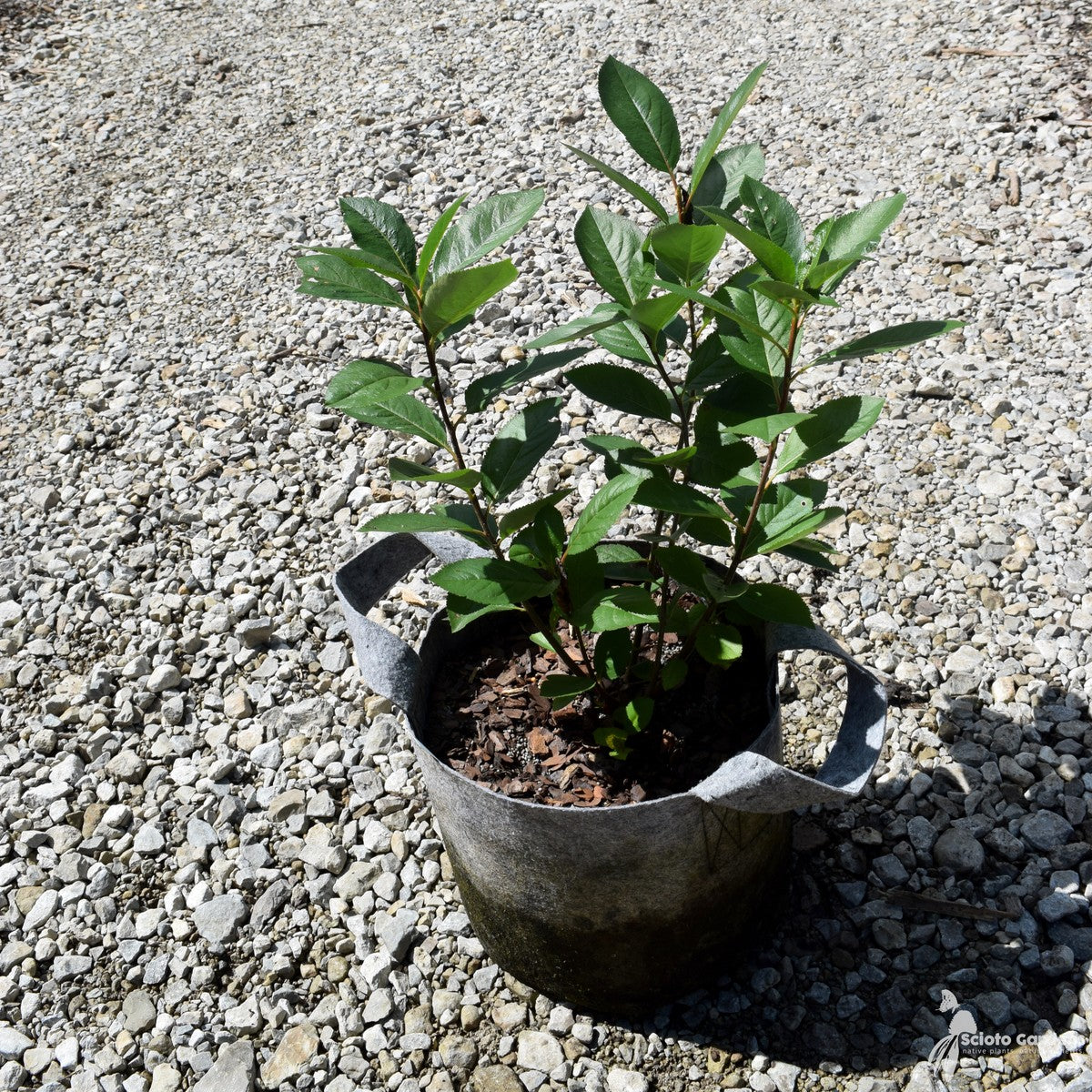 Prunus virginiana (Choke Cherry) - QT