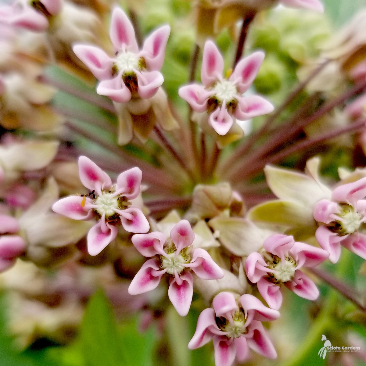 Asclepias syriaca (Common Milkweed) - QT