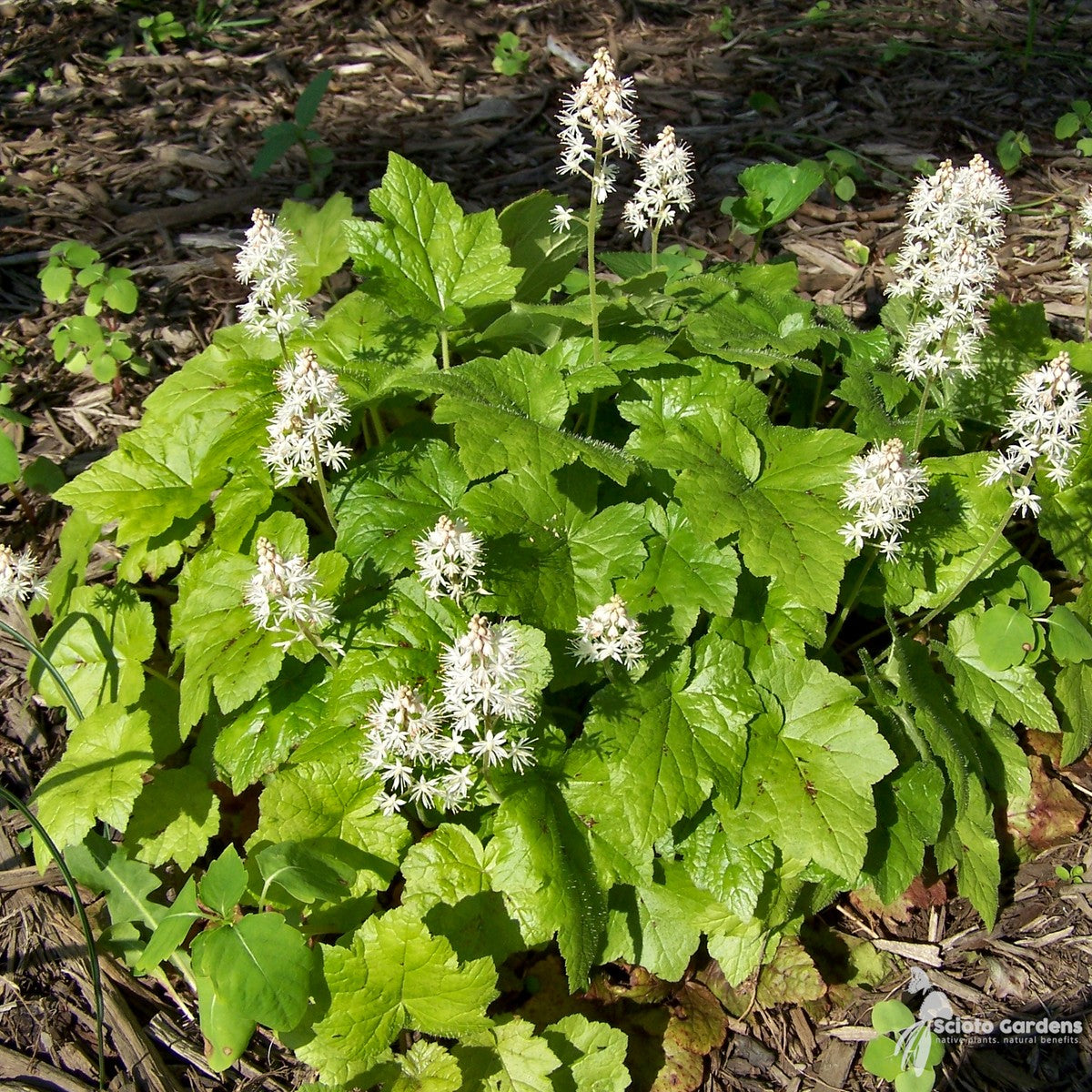 Tiarella cordifolia (Foam Flower) - 3QT