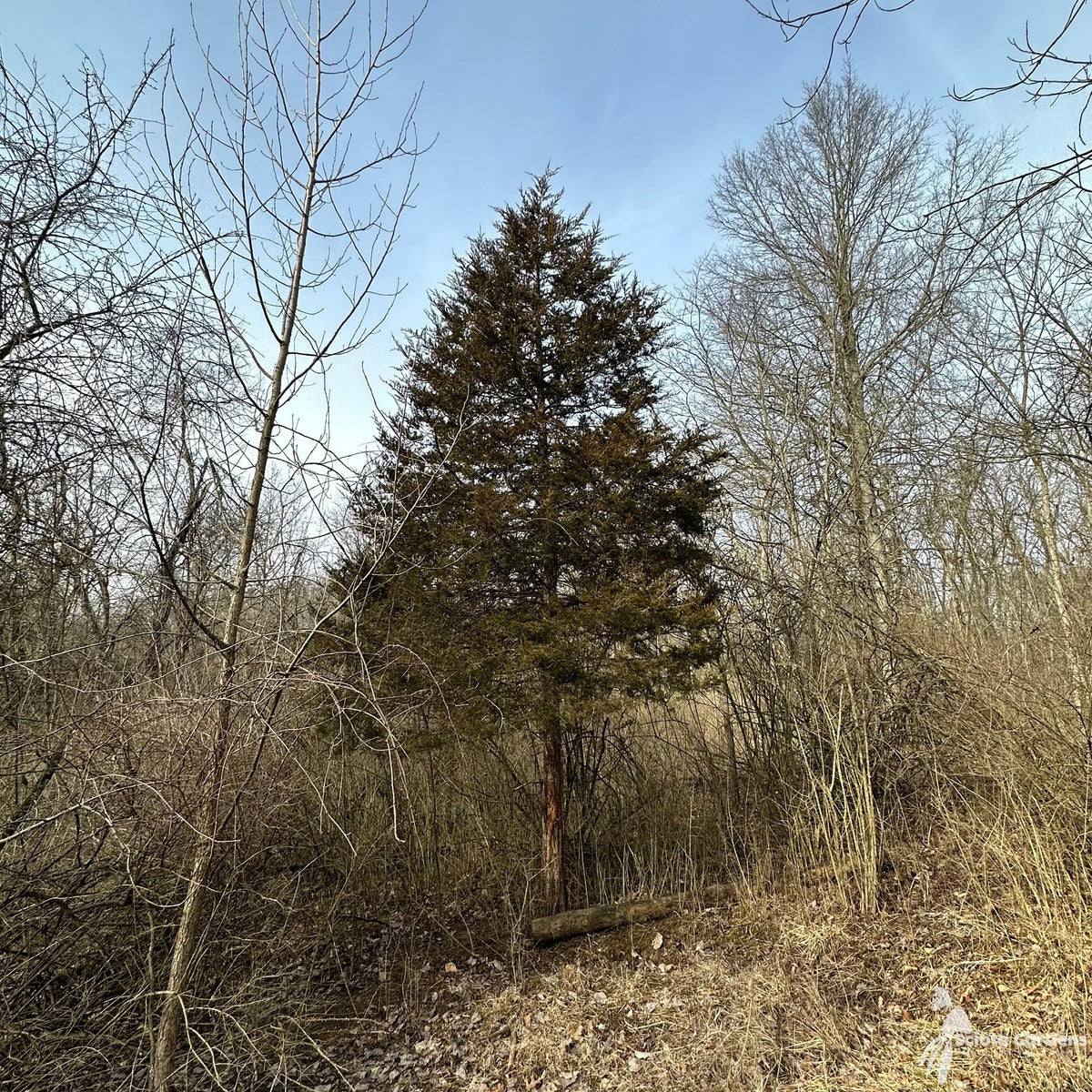Juniperus virginiana (Eastern Red Cedar) - QT