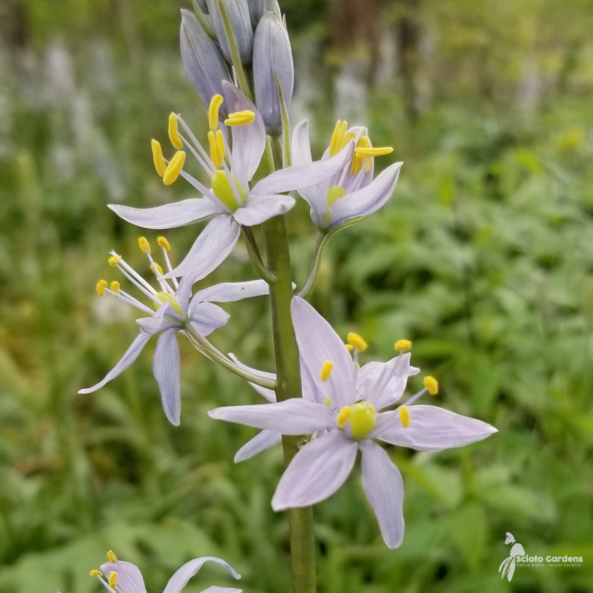 Camassia scilloides (Wild Hyacinth) - 1 gal