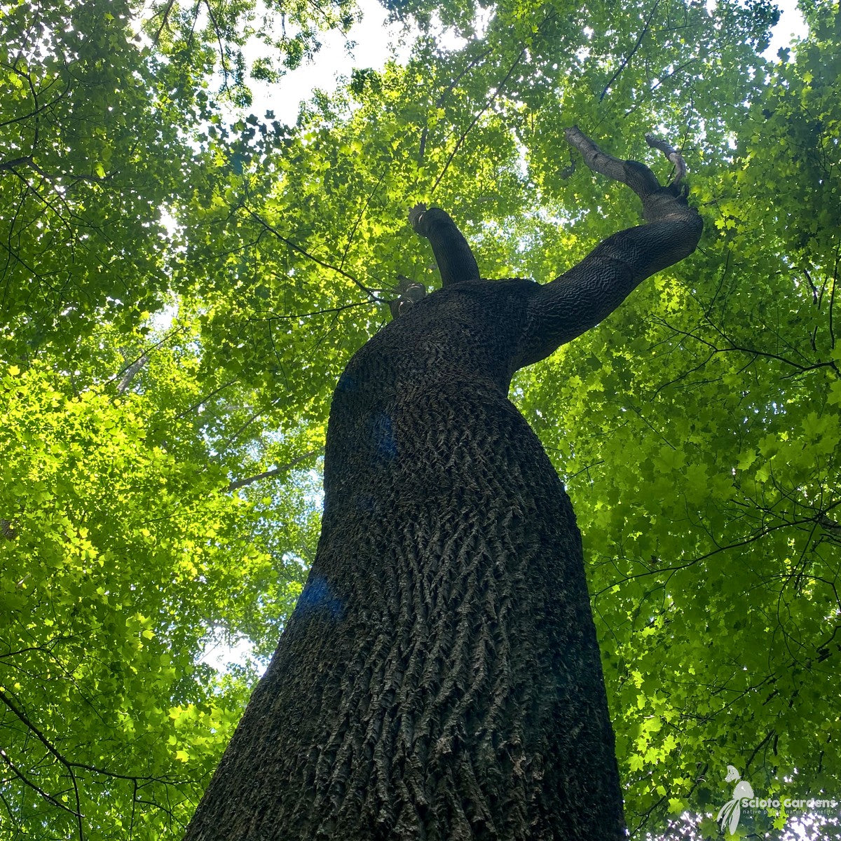Liriodendron tulipifera (Tulip Tree) - 3 gal