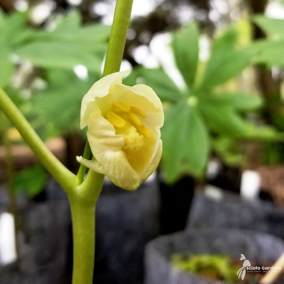 Podophyllum peltatum (May Apples) - 1 gal