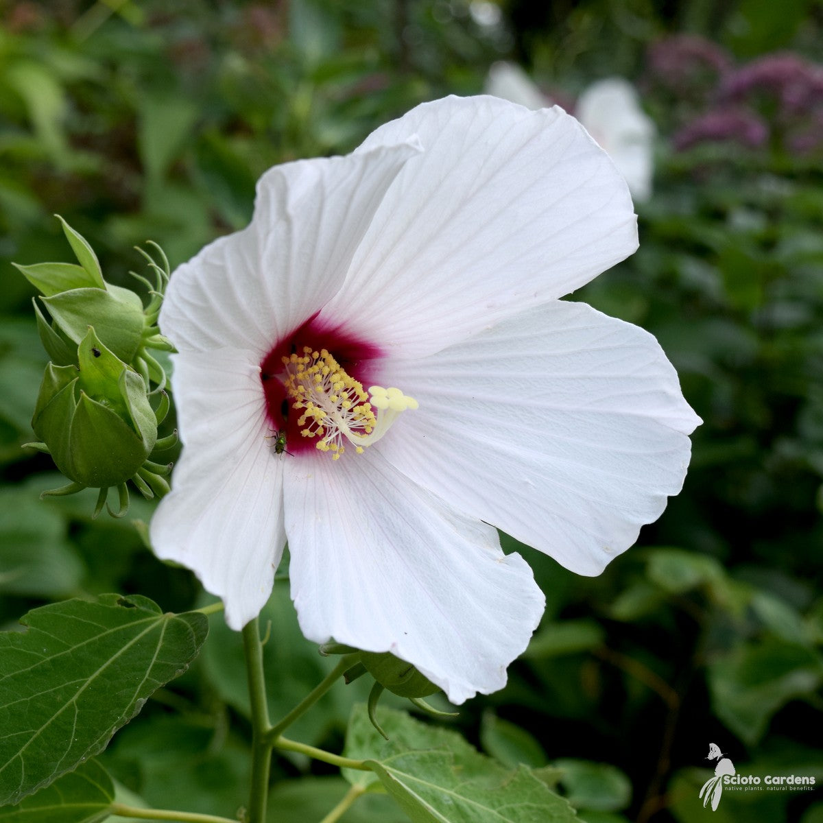 Hibiscus moscheutos (Common Rose Mallow) - 2 gal