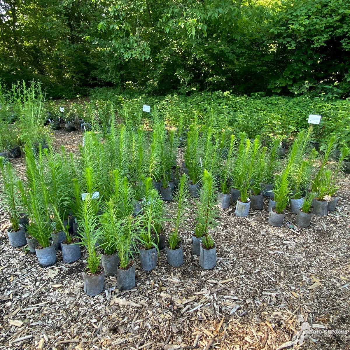 Liatris spicata (Dense Blazing Star) - QT