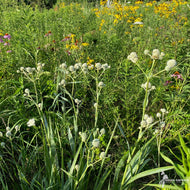 Eryngium yuccifolium (Rattlesnake Master) - 3QT