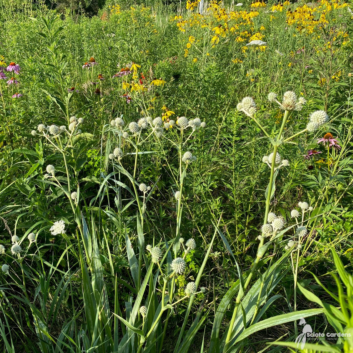 Eryngium yuccifolium (Rattlesnake Master) - 3QT