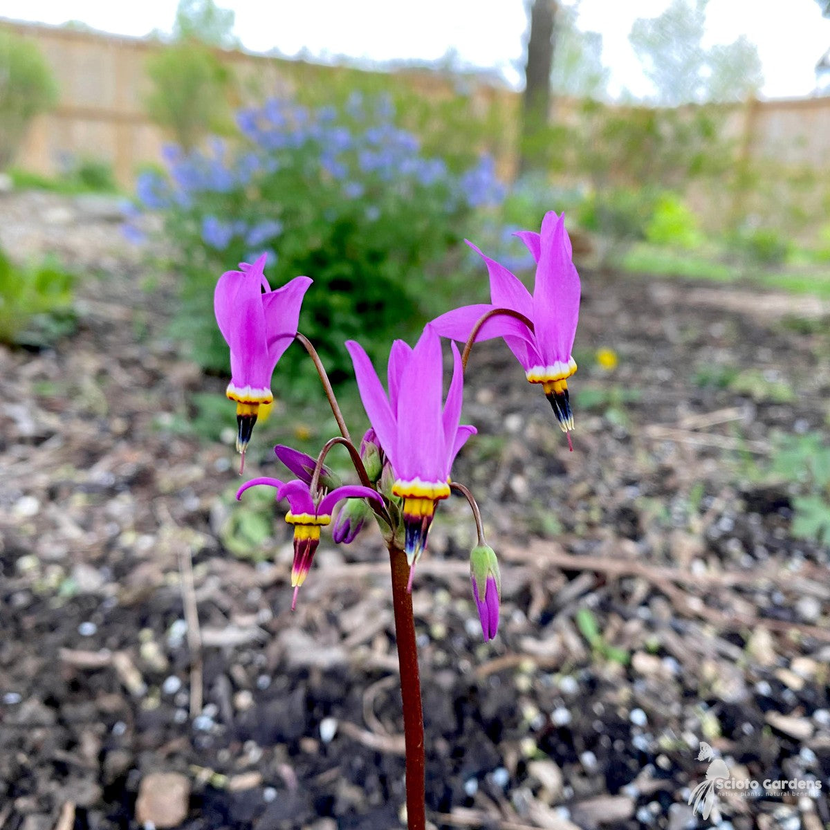 Dodecatheon meadia (Eastern Shooting Star) - QT