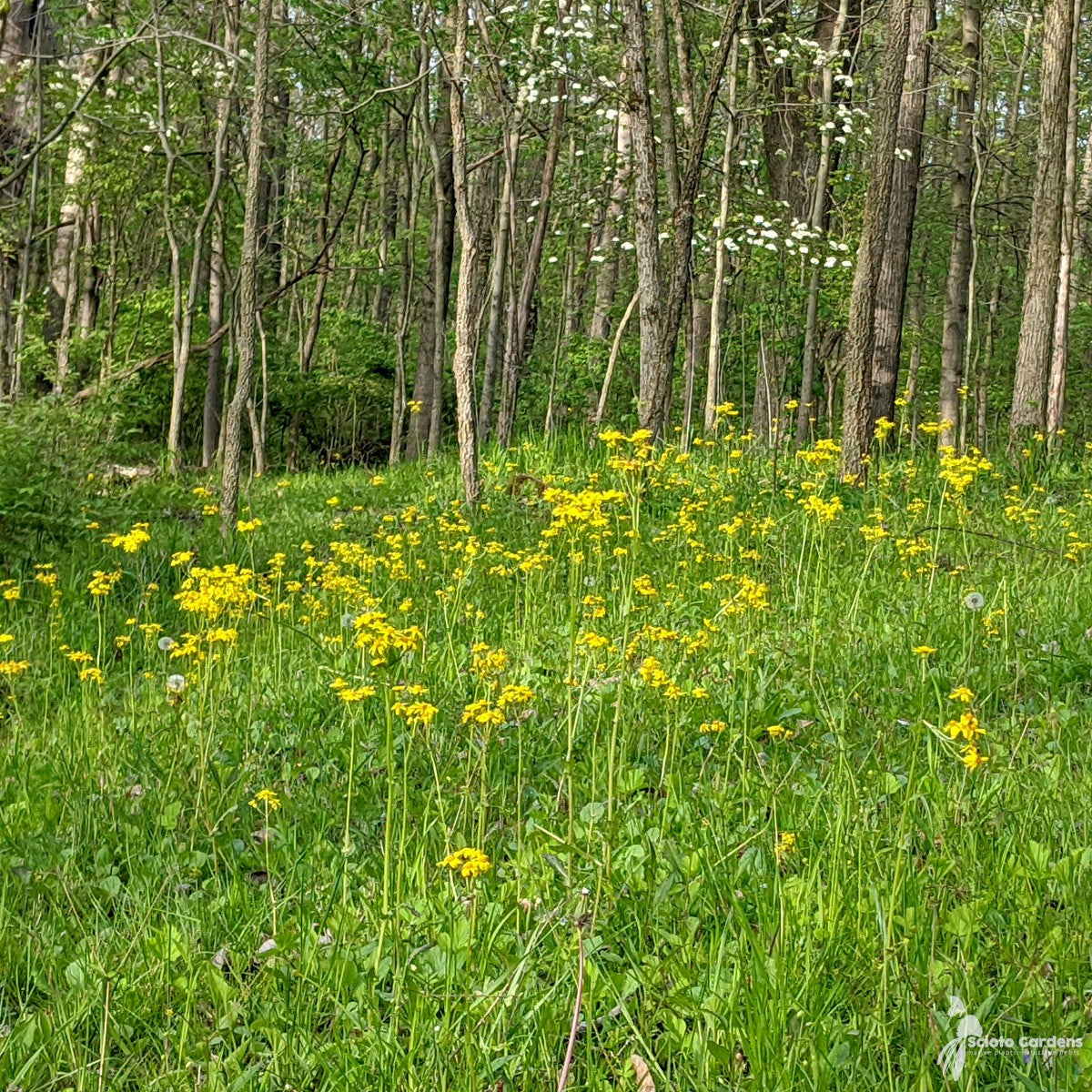 Packera [Senecio] aurea (Heart-leaved Groundsel, Golden Ragwort) - 1 gal