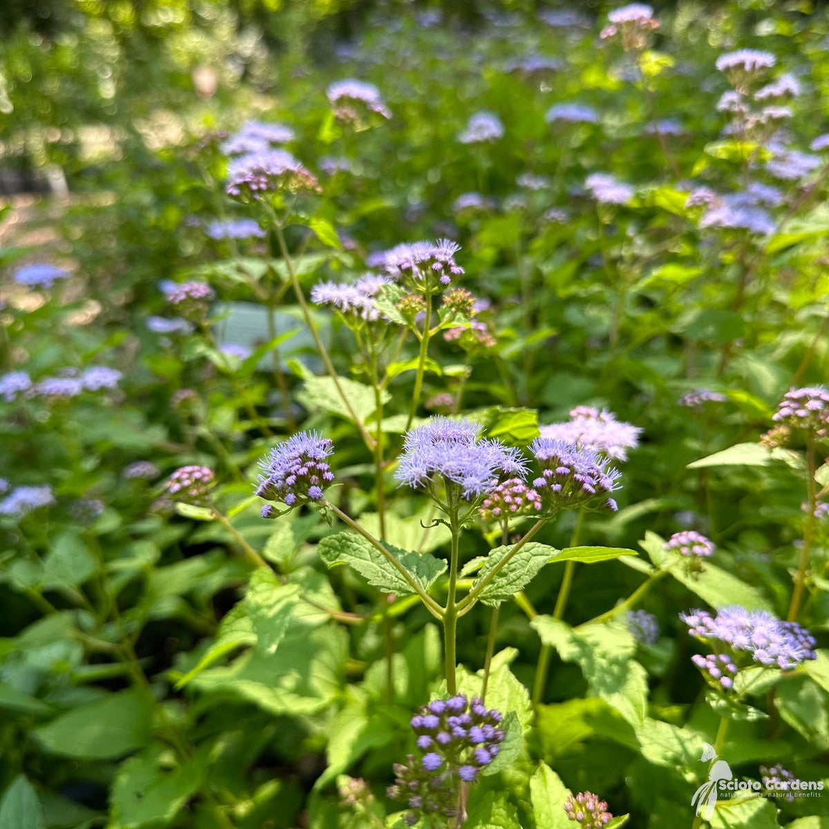 Conoclinium [Eupatorium] coelestinum (Hardy Ageratum, Mist flower) - 1 gal