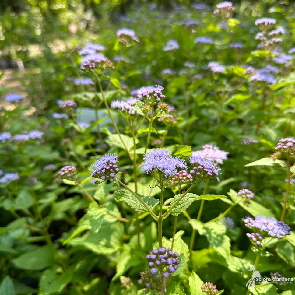 Conoclinium [Eupatorium] coelestinum (Hardy Ageratum, Mist flower) - 1 gal