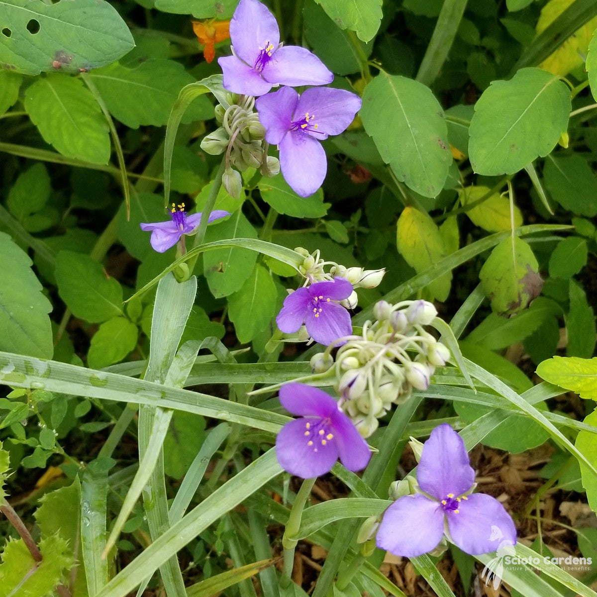 Tradescantia ohioensis (Ohio Spiderwort) - 1 gal