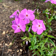 Phlox glaberrima 'Morris Berd' (Morris Berd' Smooth Phlox) - 1 gal
