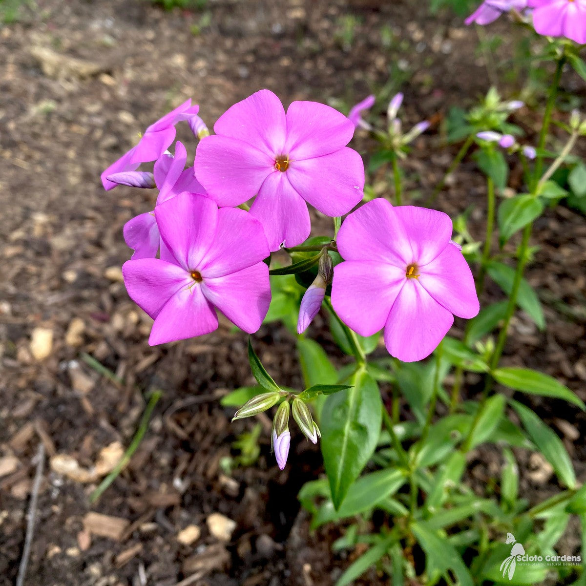 Phlox glaberrima 'Morris Berd' (Morris Berd' Smooth Phlox) - 1 gal