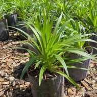 Liatris spicata (Dense Blazing Star) - QT