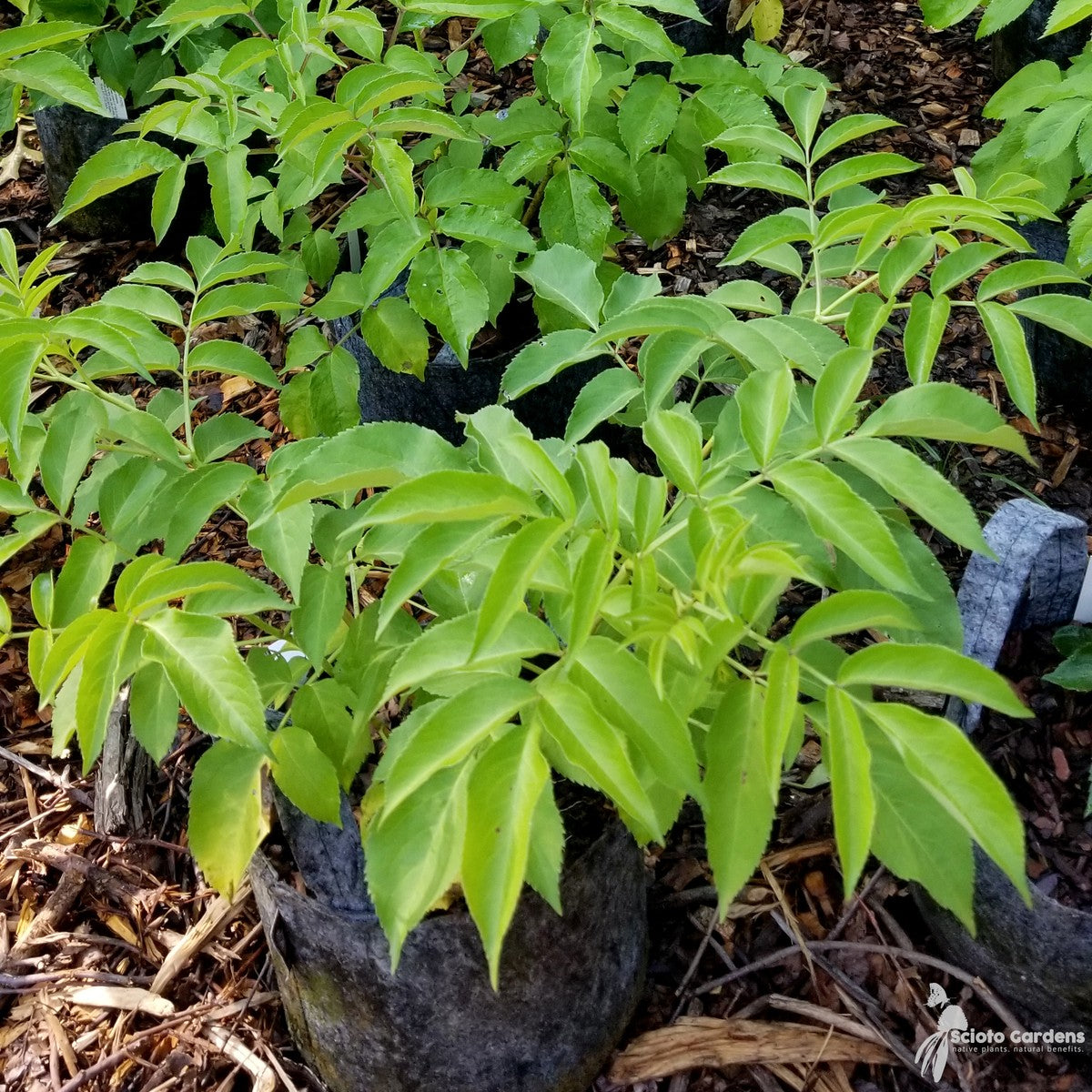 Sambucus canadensis (American Elderberry) - QT