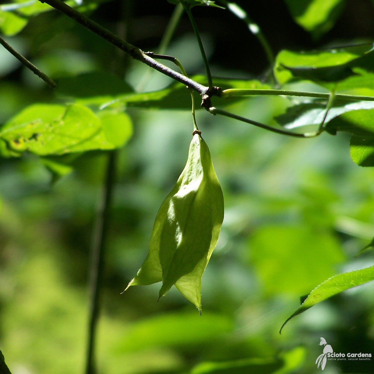 Staphylea trifolia (American Bladdernut) - QT