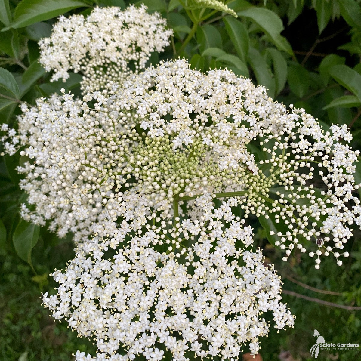 Sambucus canadensis (American Elderberry) - 3 gal