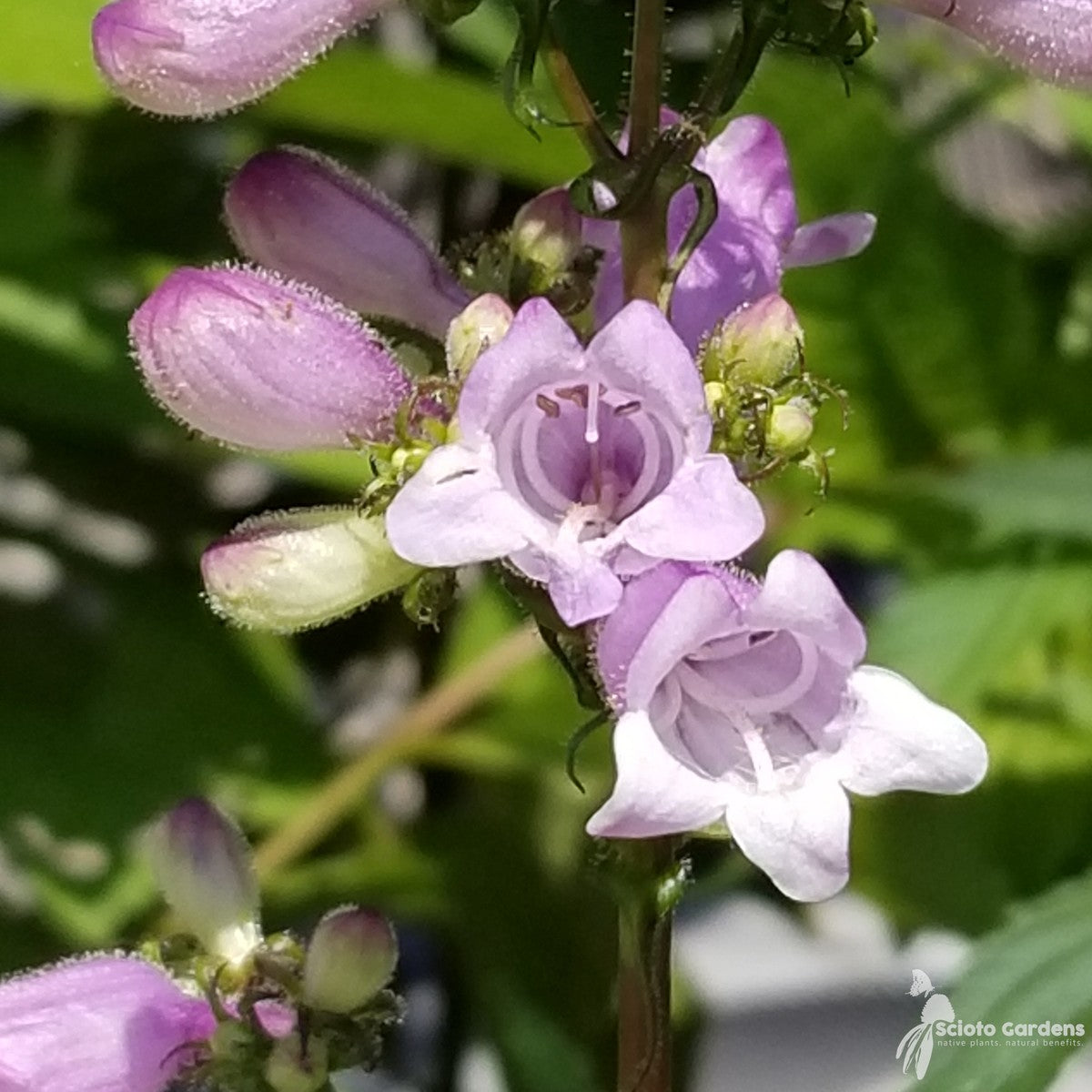 Penstemon calycosus (Long Sepaled Beardtongue) - 1 gal