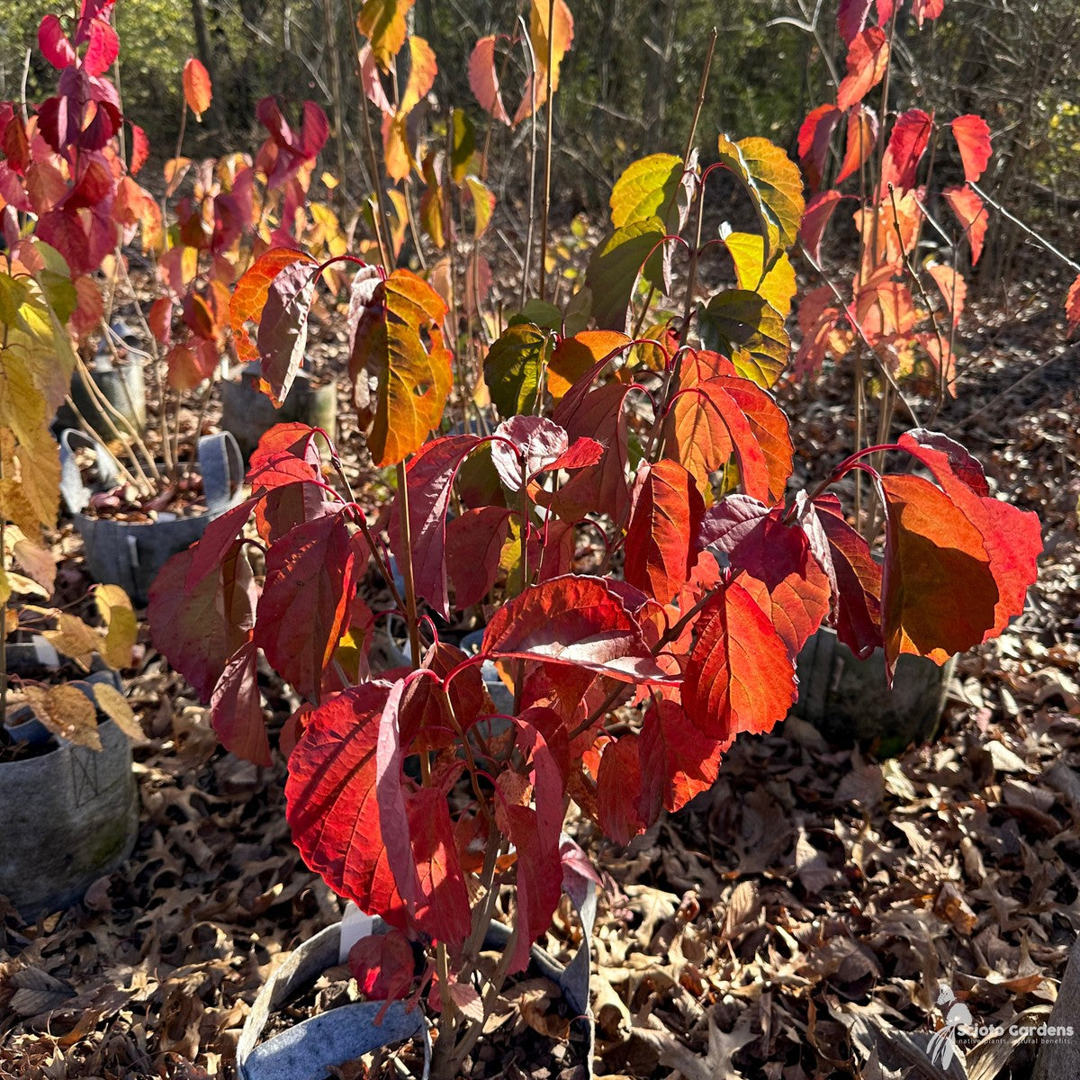 Viburnum dentatum (Arrowwood Viburnum) - 3 gal