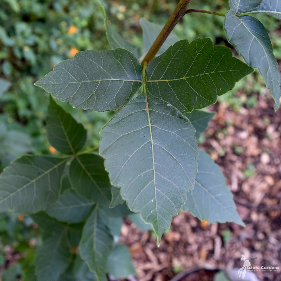 Rhus aromatica (Fragrant Sumac) - QT