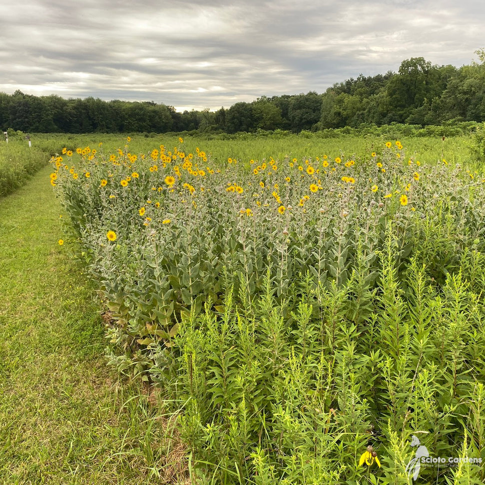 Helianthus mollis (Downy Sunflower) - 2 gal