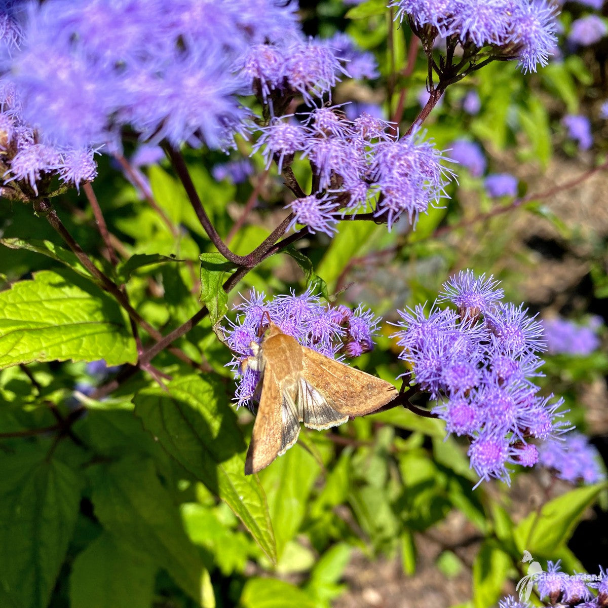 Conoclinium [Eupatorium] coelestinum (Hardy Ageratum, Mist flower) - 1 gal