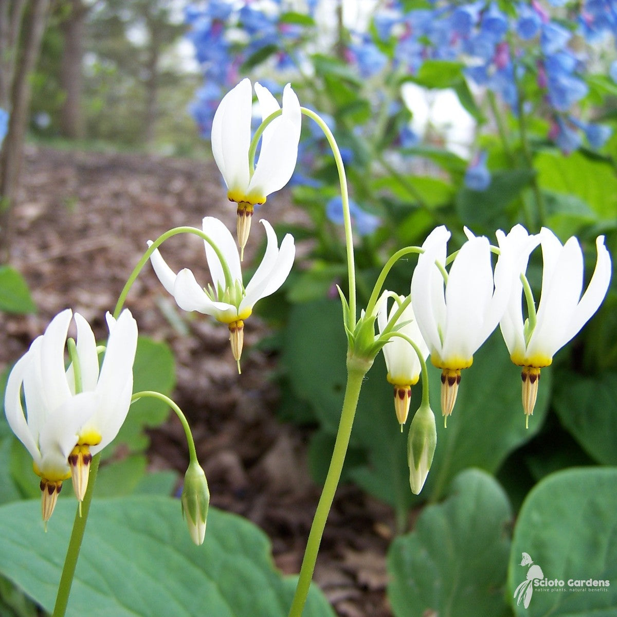 Dodecatheon meadia (Eastern Shooting Star) - QT